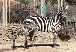 Antalya Hayvanat Bahçesi'nde büyük sevinç! Zebra, kanguru, keçi, tavşan ve lemur...