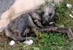 Ölmek üzereyken bulunmuştu! Son hali görenleri şaşırttı!