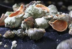 Deniz salyangozuna dünyadan yoğun talep! 5 ülke sıraya girdi...