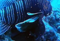 Akdeniz'de alarm! Büyük tehlike, kıyıya kadar geldiler zehirli...