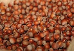 Fındığın serbest piyasada kilosu 23,5 lira oldu
