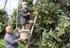 Yenidünya hasadı başladı; kilosu 30 lira