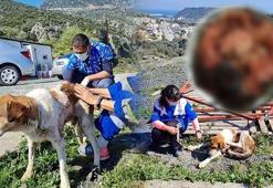 Köpekten çıkan tümörün büyüklüğü şaşırttı