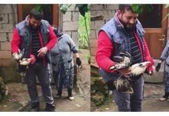 Köyde ilginç olay! Horozu tam kesecekken şoka uğradılar