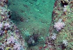 Dokununca acı, kusma ve baş ağrısına yol açıyor! Akdeniz'de alarm, çoğaldı...