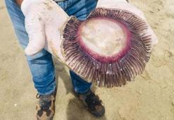 Görürseniz sakın çıplak elle dokunmayın! Kıyıya vurdu, mor renkli...