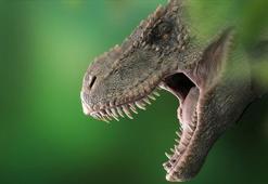 Dünyada 2,5 milyar T-rex dinozor türü yaşamış olabilir