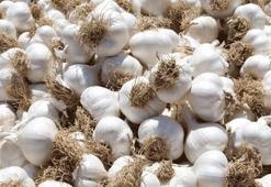 Taşköprü sarımsağı AB'den coğrafi işaret tescili aldı