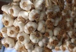 Türkiye'nin AB'de tescilli coğrafi işareti 7'ye çıktı