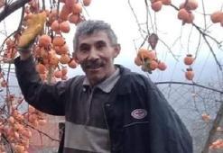 Kestiği ağacın altında kalarak öldü