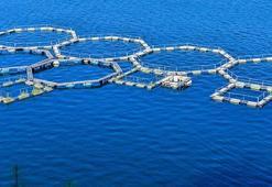 BM 2022 yılını 'Balıkçılık ve Su Ürünleri Yılı' ilan etti