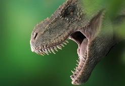 'T-Rex' dinozoru, sanılandan oldukça yavaş yürüyormuş