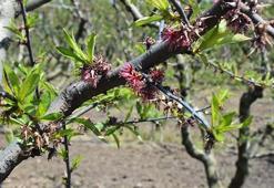 Ciddi talep var! En çok o ülkeye satılıyor, 'uzun yaşam' sembolü...