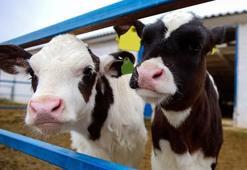 Buzağı desteklemesi 2021 ne zaman ödenecek?