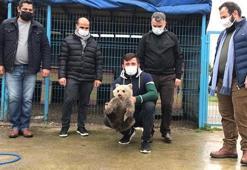 Şaşkına döndüler! Evin bodrumundan yavru ayı çıktı