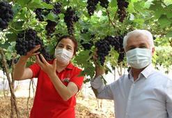 Üreticisini sevindirdi! Kilosu 30 liraya satılıyor, ilk defa...