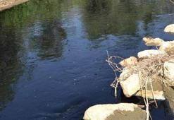 Alaşehir Çayı'ndan zehir akıyor