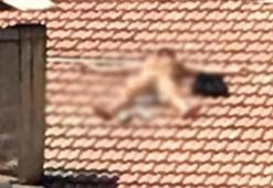 Çatıda gören hemen polisi aradı! Çırılçıplak güneşlendi