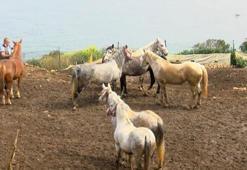 Kayıp 100 atın akıbeti yılan hikâyesine döndü! Kuzey Irak iddiası...