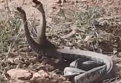 Dünyanın en zehirlisi! Çiftçiler şok oldu, birbirlerine sarılmış halde...