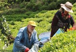 Doğu Karadeniz'de yaş çay hasadı başladı