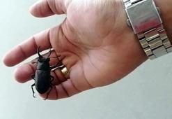 Nesli koruma altındaki geyik böceği Bodrum'da görüldü