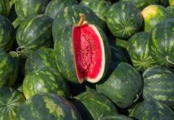 Karpuz tezgahlara düştü! Kilosu...