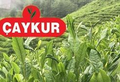 ÇAYKUR KPSS'siz 79 personel alacak! İşte İŞKUR ÇAYKUR iş ilanı detayları...