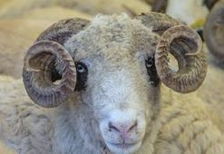 Dijital hayvan bilgi sistemi! Tarbil hayvan pasaportu nasıl alınır? İşletme tecil belgesi ve hayvan pasaportu alma ekranı!