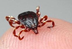 Veteriner hekimler, kenelere karşı vatandaşları uyardı