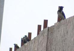 İstanbul'da yeni salgın! Batı Nil Virüsü tespit edildi