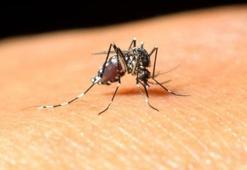 Batı Nil virüsü nedir, nasıl bulaşır? Batı Nil virüsü Türkiye’de görüldü! Batı Nil virüsünden nasıl korunulur?