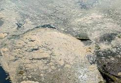 Karadeniz'de deniz salyası görüldü! 'Çöküş var'