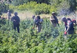 Diyarbakır'da 168 ton toz esrar elde edilebilecek kenevir bitkisi ele geçirildi!