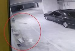 Köpeklere eziyet eden akademisyenden şoke eden sözler!