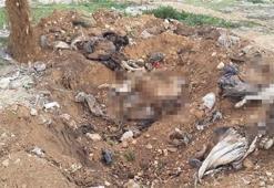 Denizli´de köpek katliamı iddiası