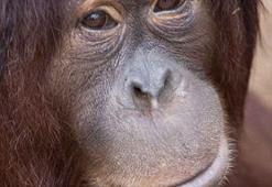 Kemoterapi gören ilk orangutan