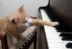 Adı: Stevie Wonder!