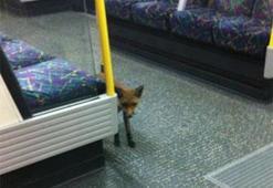 Metrodan tilki çıktı!