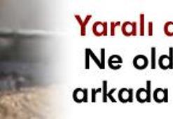'Torunumu koyun sürer gibi...'