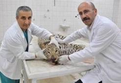 Leoparla 'otopsi hatırası'