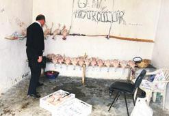 Tavuk, tavuk olalı böyle tesis görmedi