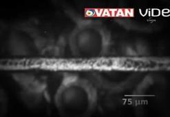 Bunu da yaptılar!