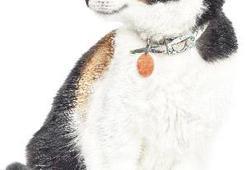 Kedinize köpek gibi davranmayın!