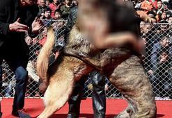 Çin'de korkunç köpek dövüşü