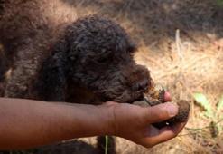 Kilosu 2 bin 500 lira! Ormandan toplanıyor...