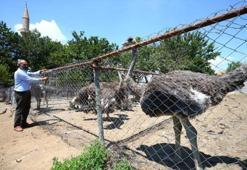 Paraya para demiyor! Yılda 300 bin lira kazandırıyor...