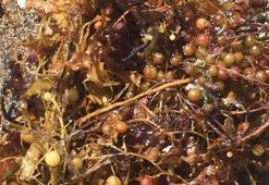 Marmara Denizi’ndeki müsilajdan sonra Ege ve Akdeniz kıyılarında yeni tehlike: Sargassum!