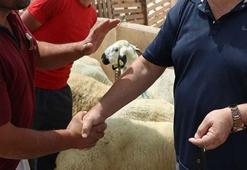 Kurban pazarlarında yeni dönem!
