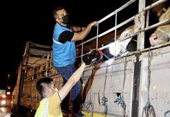 Kurbanlık hayvanların İstanbul'a girişi başladı